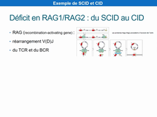 DFGSM2 - UE Immunopathologie-Immunointervention - Déficits Immunitaires héréditaires - Dr C. Lorenzo