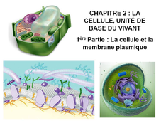 DAEU B – Cours de Biologie Chapitre 2 – La cellule, unité de base du vivant 1ère Partie : La cellule et la membrane plasmique