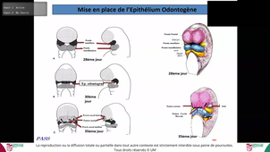 Pass UE9 Massif Cranio Facial : Structures et Fonctions - Pr.CUISINIER - 04/02/26