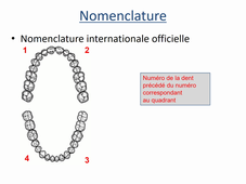 Morphologie dentaire : généralités sur le système dentaire