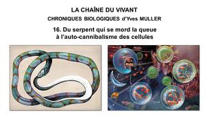 16. La Chaîne du Vivant - Chroniques Biologiques d’Yves Muller - Du serpent qui se mord la queue à l’auto-cannibalisme des cellules
