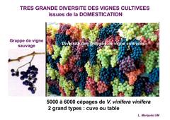 Génétique et Amélioration de la vigne part 2