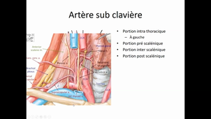 08-09-22-DFGSM2-CM7-Appareil neurosensoriel-S Coudray