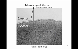CM3 Bio Cell Membranes Partie 1 2020_21