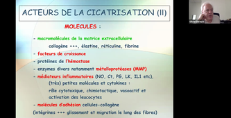 Dynamique de la cicatrisation normale