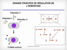Physiologie de l'hémostase, hémostase primaire