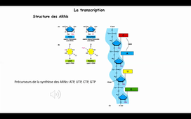 1. Transcription: introduction et généralités