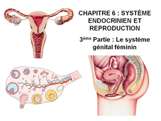 DAEU B – Cours de Biologie Chapitre 6 – Système endocrinien et reproduction 3ème Partie : Le système génital féminin