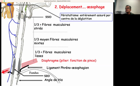 CM13 - Appareil digestif_Pr Stephan MATECKI_26-02-2024
