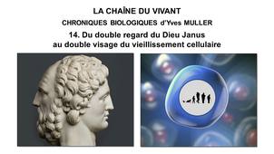 14. La Chaîne du Vivant -  Chroniques Biologiques d’Yves Muller -  Du double regard du Dieu Janus au double visage du vieillissement cellulaire