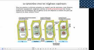 HAV204V CM4 cycle cellulaire 29-04-2022.mp4