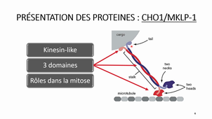 Article Cell Cycle 3