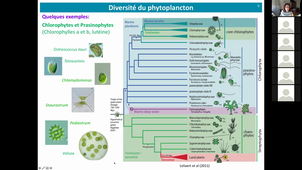 HMBA318M - Ecologie du phytoplancton