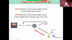 Cellules souches neurales_Jean-Philippe HUGNOT