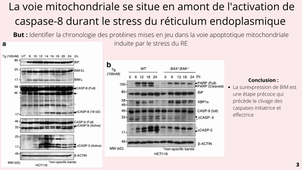 Article Cell Death 2