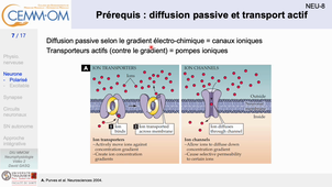 NeurophysiologieBases_video2_Gasq_2024.mp4
