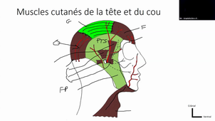 14/02/2023	13h30	15h30	Tête et Cou - CM3	Pr Captier	Amphi Anatomie	DFGSM2