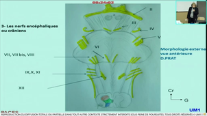 Anatomie générale et morphologique du SNC et périphérique - Partie 2