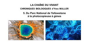 5. La Chaîne du Vivant -  Chroniques Biologiques d’Yves Muller -  Du Parc National de Yellowstone à la photocopieuse à gènes