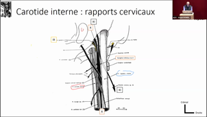 DFGSM2 - CM5 - Tête et Cou - Anatomie -Pr Guillaume CAPTIER - 26-02-2024