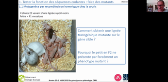 HLBE302-vidéoAmphi8