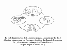 CM L1 STAPS UE23A (partie 3) Apprentissage et contrôle moteur - Didier Delignières