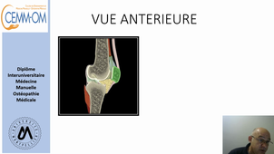 Anatomie du Genou