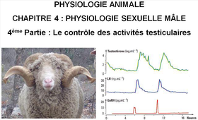 LICENCE DE BIOLOGIE Chapitre 4 : Physiologie sexuelle mâle 4ème Partie : Le contrôle des activités testiculaires