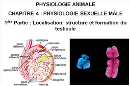 LICENCE DE BIOLOGIE Chapitre 4 : Physiologie sexuelle mâle 1ère Partie : Localisation, structure et formation du testicule