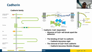 TU03 - CELL ADHESION - Dian Eurike Septyaningtrias- 24-11-25.mp4