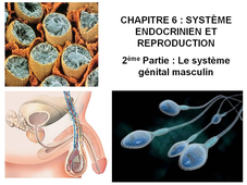DAEU B – Cours de Biologie Chapitre 6 – Système endocrinien et reproduction 2ème Partie : Le système génital masculin
