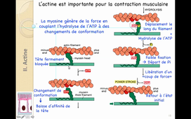 CM7 HLBI101 NG