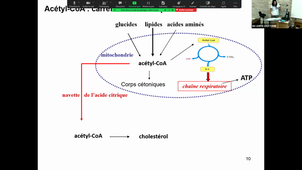 DFGSM2-CM4-Nutrition bases fondamentales-Stéphanie Badiou-25-09-2023.mp4