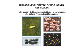 BIOLOGIE – EXPLOITATION DE DOCUMENTS : Organisation fonctionnelle de la cellule – 17ème Partie « Le support de l’information génétique : le chromosome des cellules Procaryotes et Eucaryotes »
