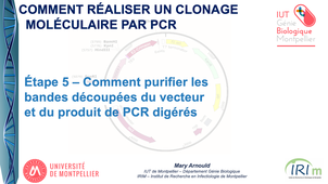 Clonage moléculaire par PCR - Étape 5 – Comment purifier les bandes du vecteur et du produit de PCR digérés