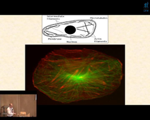 Colloque ModSysC2020 - Jacques Prost : Constructing tools for describing Cell and Tissue Dynamics.