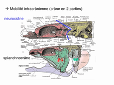HAV512H La sortie des eaux chez les vertébrés