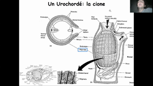 CM1. A l'Origine des Vertébrés