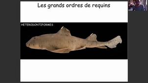 TP6. Dissection de la truite et de la petite Roussette.