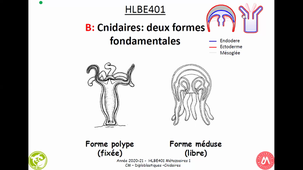 HAV314H - Diploblastiques_Cnidaires