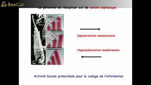 MOTRICITE CM3