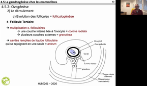 HLBE201-Chap 4-cours 11