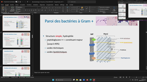 DFGSMa3/SM3  - Bases en bactériologie : Classification, structure, physiologie bactérienne, organisation en biofilms - Alix PANTEL - 01/10/2026