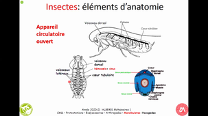 HAV408H - Zoologie - ARTHROPODES MANDIBULATES HEXAPODES 2