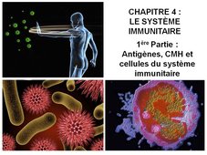 DAEU B – Cours de Biologie Chapitre 4 – Le système immunitaire 1ère Partie : Antigènes, CMH et cellules du système immunitaire