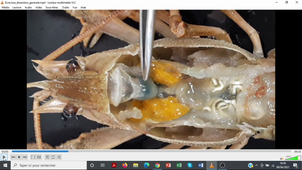 HAV408H - Eléments de dissection et d'anatomie d'une écrevisse (Astacus leptodactylus)