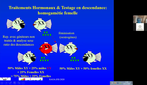 Cours J.F. Baroiller - Déterminisme du sexe chez les poissons