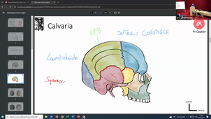 DFGSM2 - CM1 - Tête et Cou - Anatomie - Pr Captier - 06022024