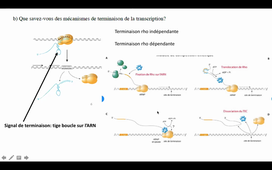 TD transcription + cours tRNA et ribosomes
