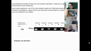 HLBE605 - TD3 - Hérédité infectieuse